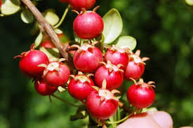 Manual técnico de producción de la murtilla (Ugni molinae): “La gran  promesa de la fruticultura chilena” - Opia.CL: Observatorio para la  Innovación Agraria, Agroalimentaria y Forestal