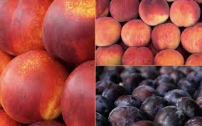 Nueva estimación del Comité de Carozos de Frutas de Chile: Se espera un  crecimiento del 3% en el volumen de las ciruelas japonesas y una caída de  las ciruelas europeas en un